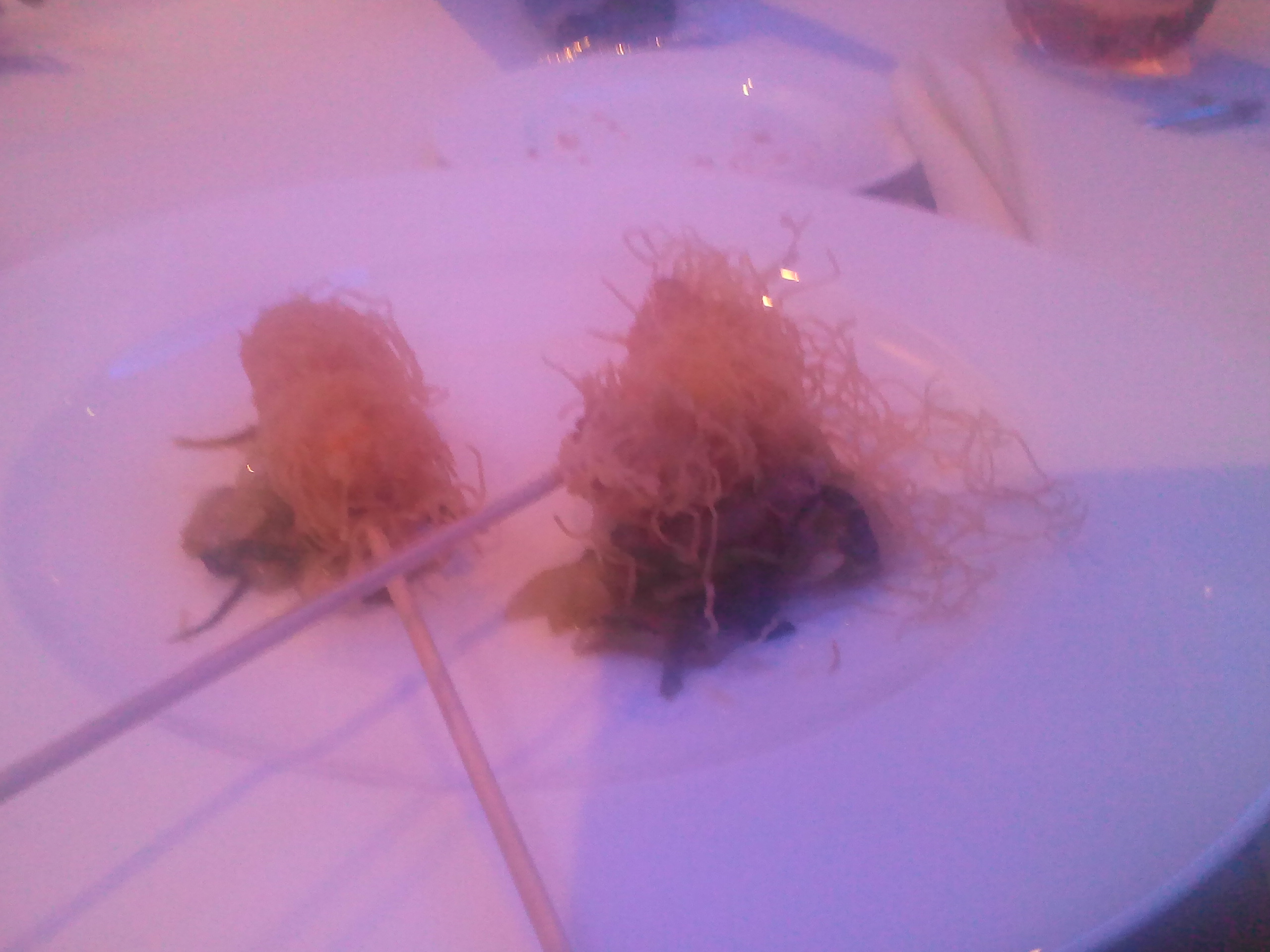 Scampi fried in kataify pasta with braised lettuce and yoghurt at Hotel Xenia