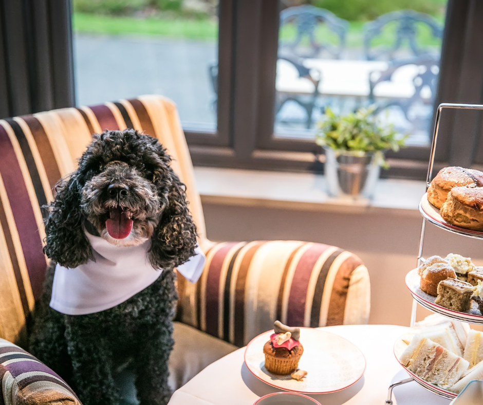 Dog enjoying bespoke afternoon tea treats at Egerton House Hotel